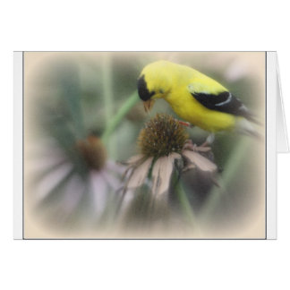 Goldfinch on Thistle