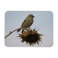 Goldfinch sobre el imán de los girasoles