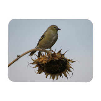 Goldfinch sobre el imán de los girasoles
