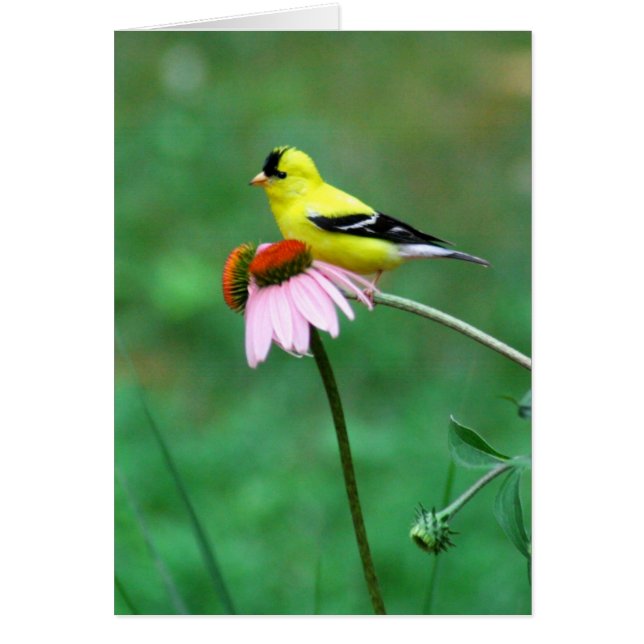 Goldfinch sobre la Conefluencia (Frente)