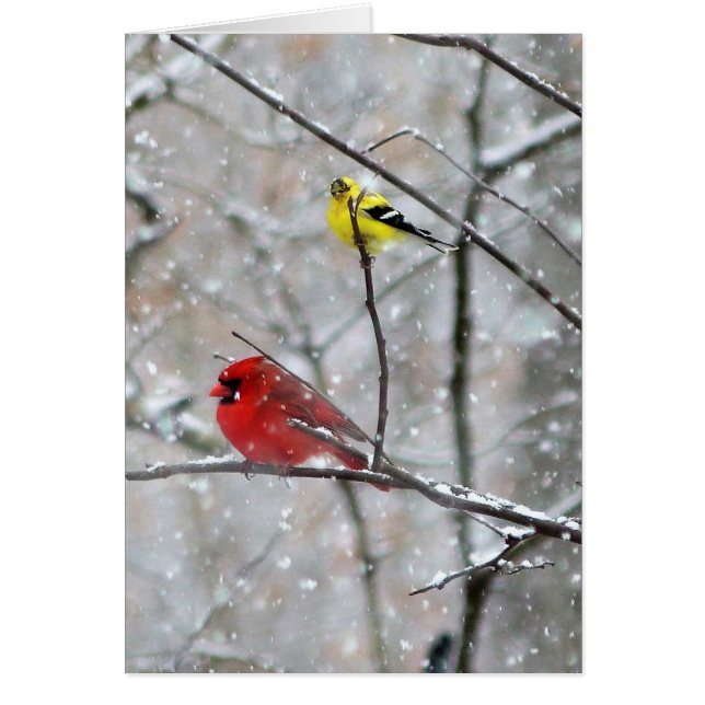 Goldfinch Y Cardinal (Frente)
