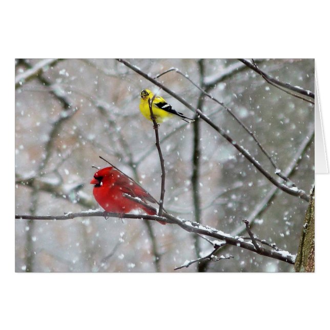 Goldfinch Y Cardinal (Anverso (Horizontal))