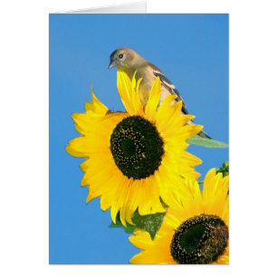 Goldfinch Y Sunflower