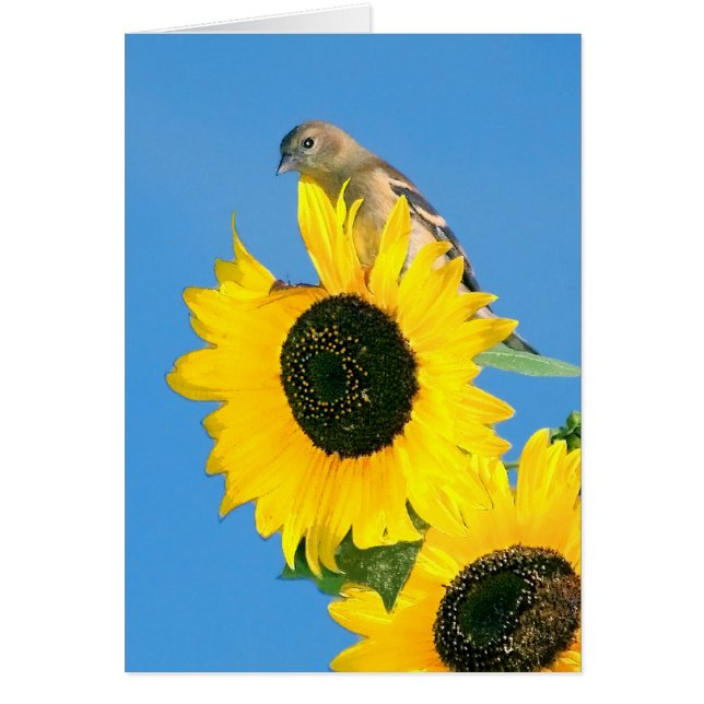 Goldfinch Y Sunflower (Frente)