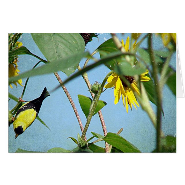 Goldfinch y Sunflowers (Anverso (Horizontal))