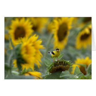 Goldfinch y Sunflowers - Blank Card