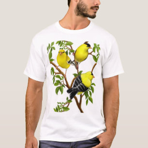 Goldfinches americanos en camisa de las vides
