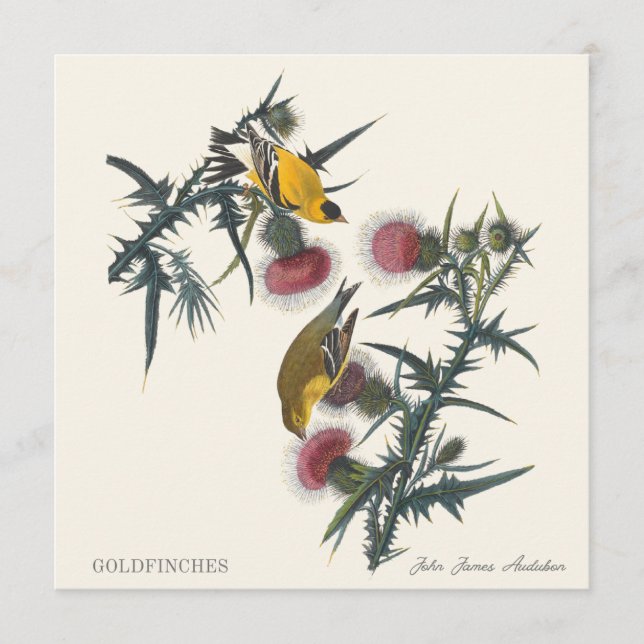 Goldfinches by John James Audubon (Anverso)