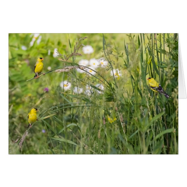 Goldfinches Y Flores Silvestres (Anverso (Horizontal))
