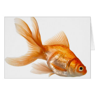 Goldfish de lujo