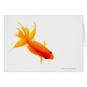 Goldfish, visión de arriba