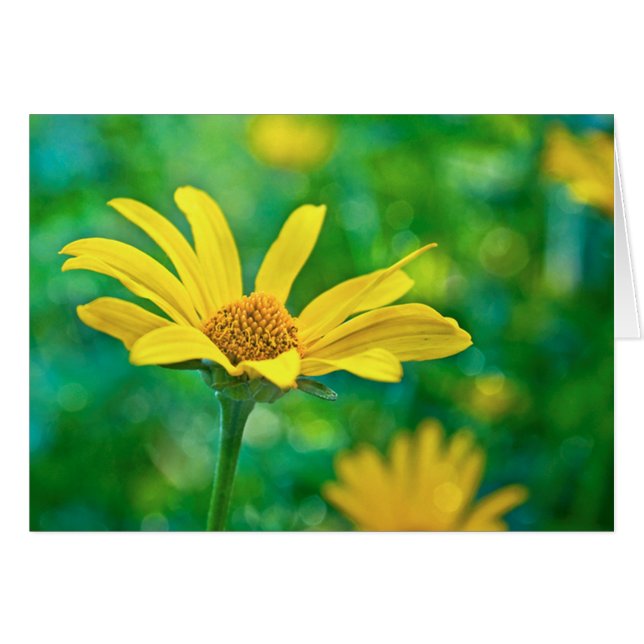 Goldie (Anverso (Horizontal))