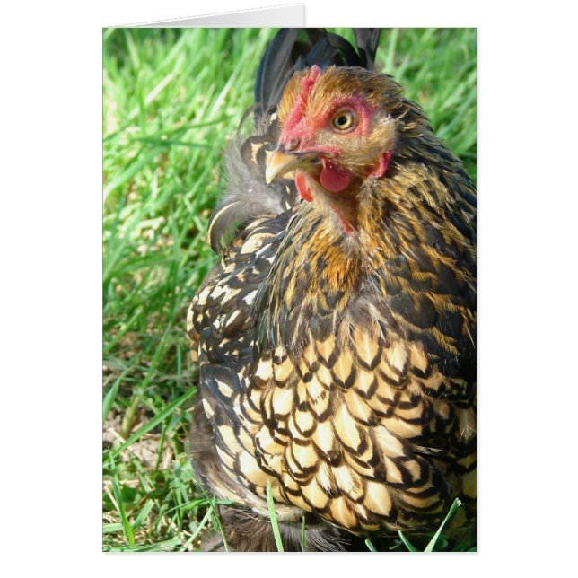 Goldie the Hen (Frente)