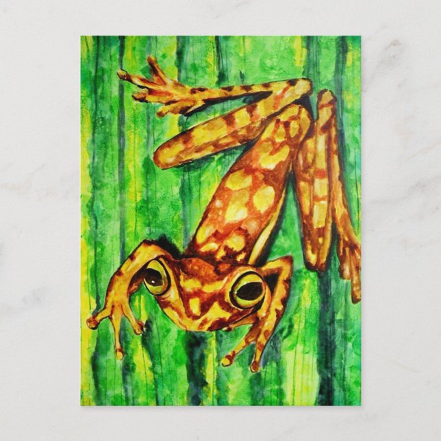Goldie The Tree Frog Postales (Anverso)