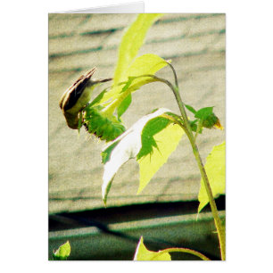 Golfinch y Sunflower