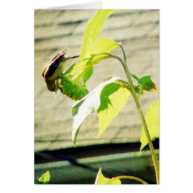 Golfinch y Sunflower (Frente)