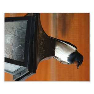 Golondrina en una Lámpara Impresión de Foto Profe