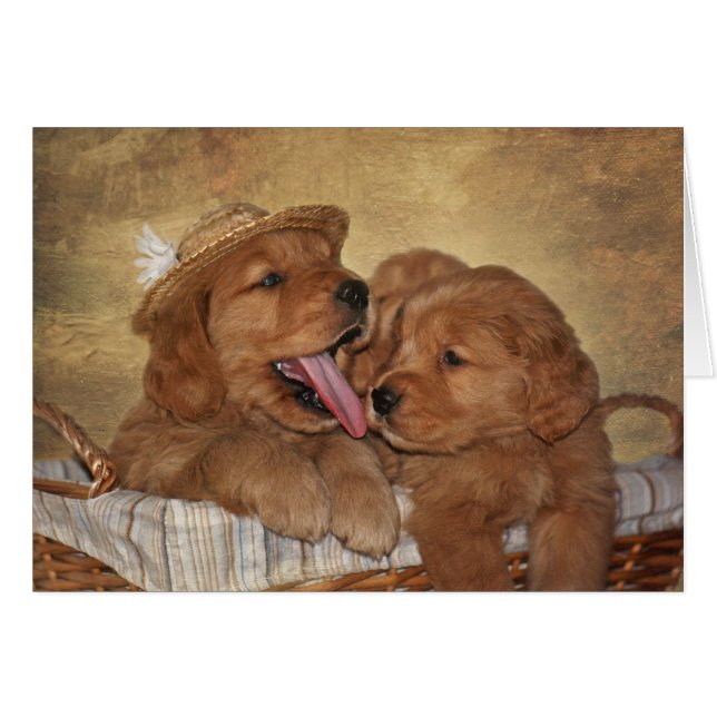 Goofy Golden Retrivers (Anverso (Horizontal))