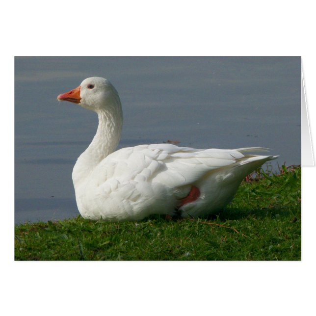 Goose (Anverso (Horizontal))