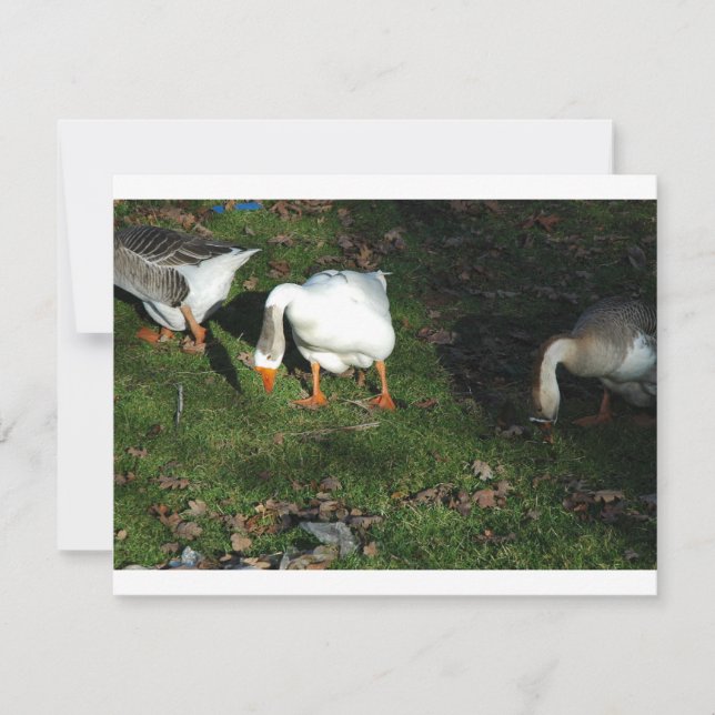 Goose (Anverso)