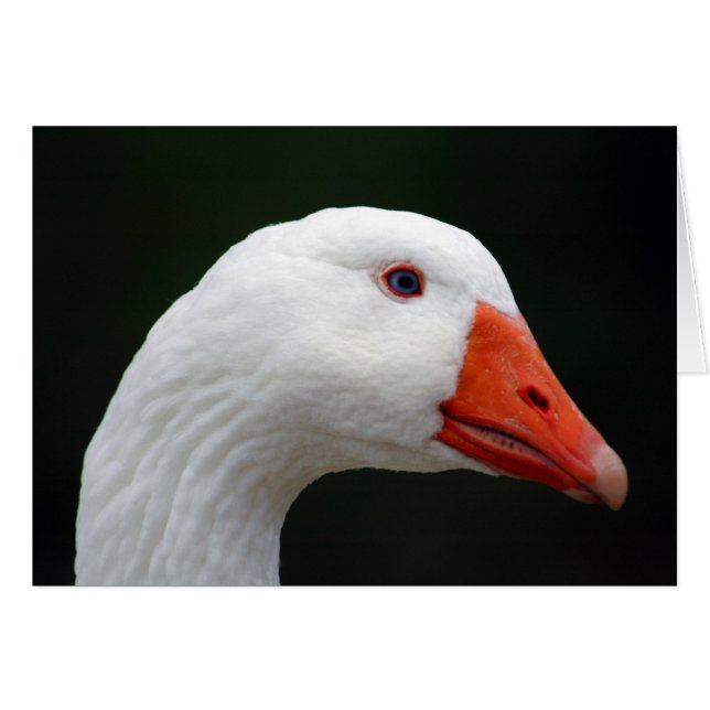 Goose (Anverso (Horizontal))