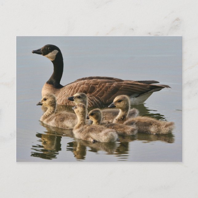 Goose con chichas postal (Anverso)
