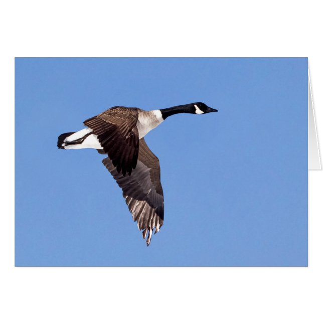 Goose In Flight (Anverso (Horizontal))
