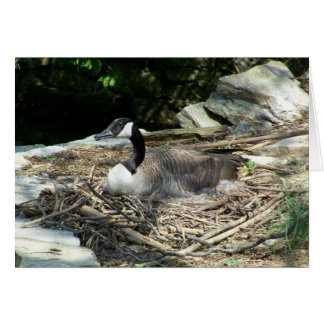 Goose salvaje
