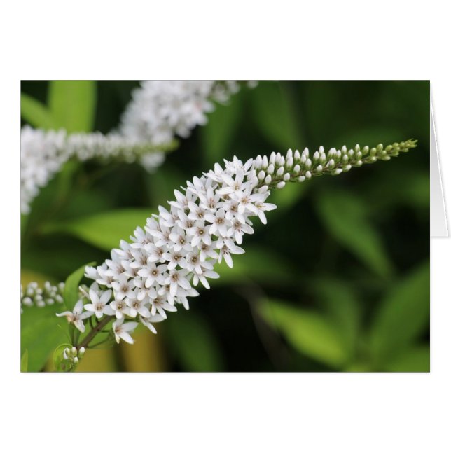 Gooseneck Loosestrife (Anverso (Horizontal))