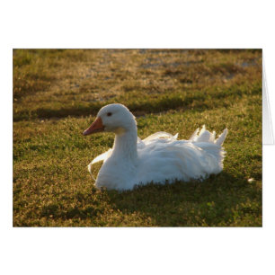 Goosey