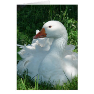 Goosey el Sebbie