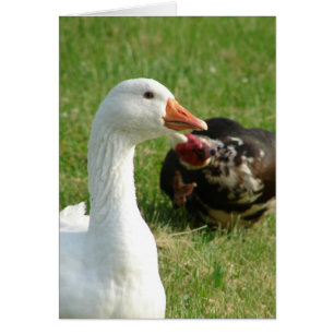 Goosey y Muscovy Drake
