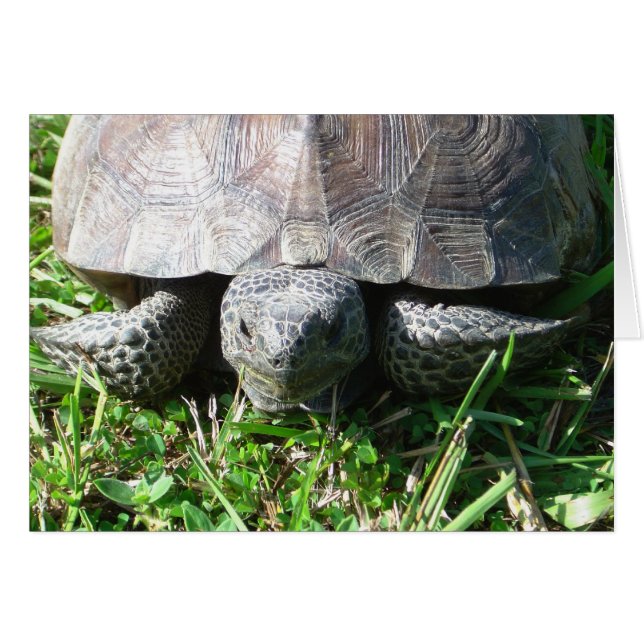 Gopher Tortoise en la hierba (Anverso (Horizontal))