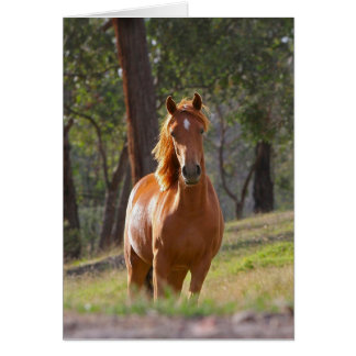 Gordo caballo marrón de castaño en campo