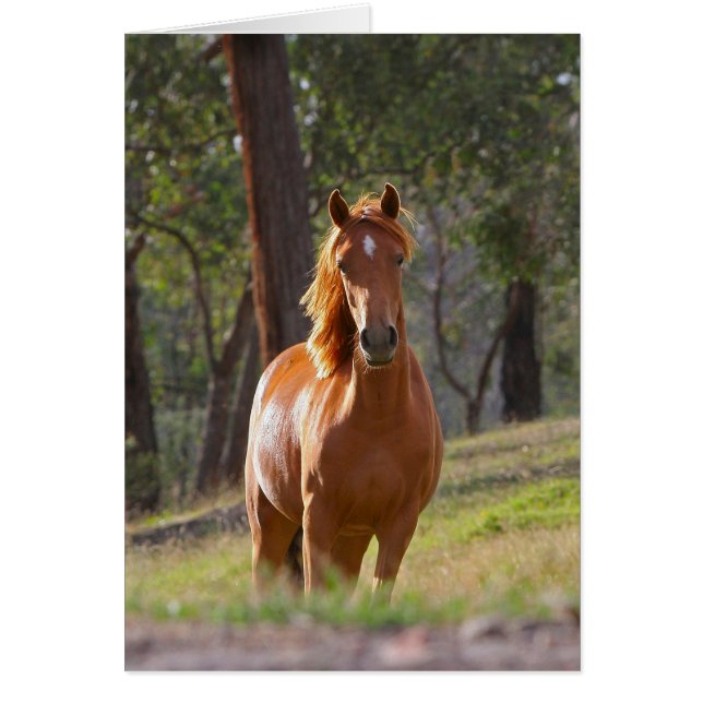 Gordo caballo marrón de castaño en campo (Frente)