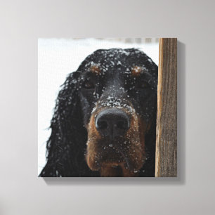 Gordon Setter en el lienzo envuelto en invierno