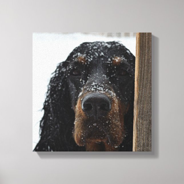 Gordon Setter en el lienzo envuelto en invierno (Anverso)