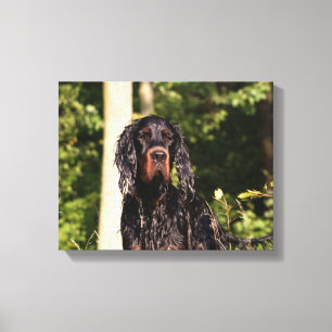 Gordon Setter mojado envuelto en lienzo