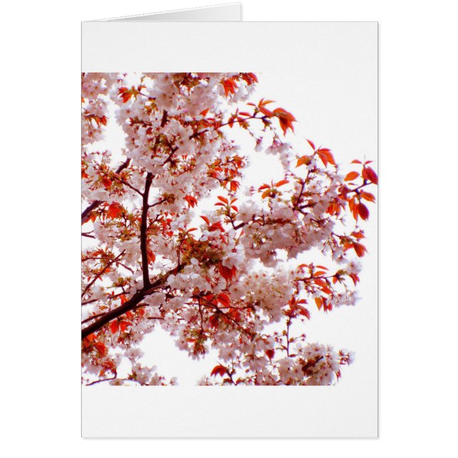 GORGEOUS BOUQUET (Frente)