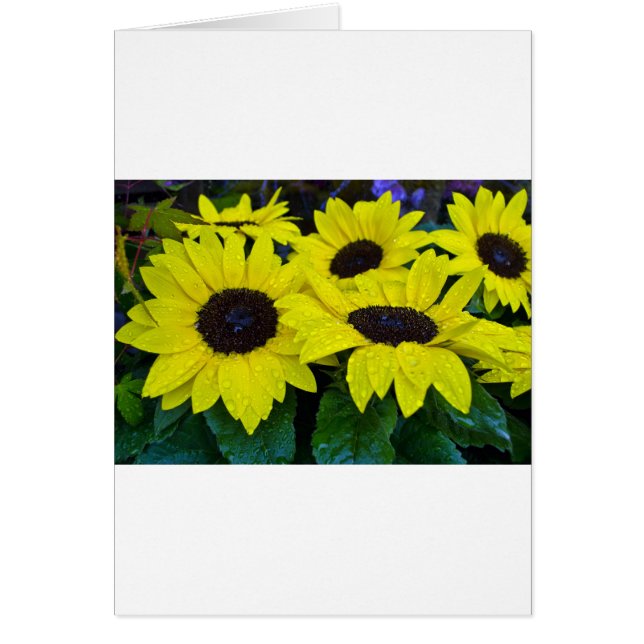 GORGEOUS GARDEN SUNFLOWERS (Frente)