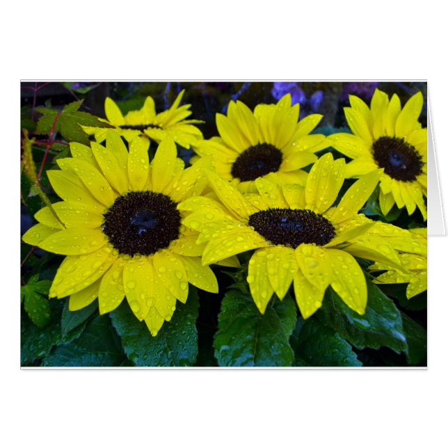 GORGEOUS GARDEN SUNFLOWERS (Anverso (Horizontal))
