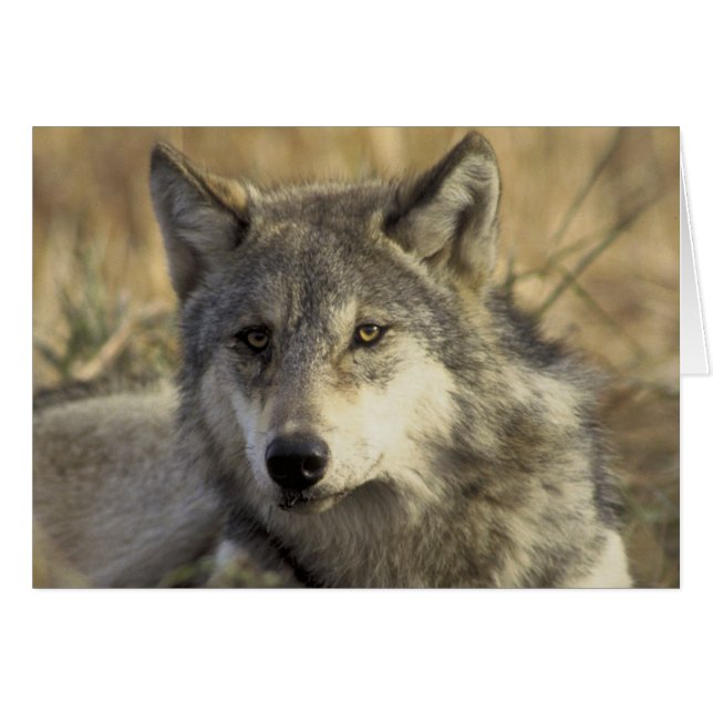 Gorgeous Gray Wolf (Anverso (Horizontal))