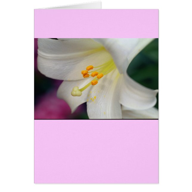 Gorgeous While Lily (Frente)
