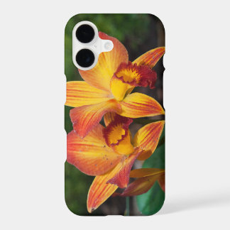 Gorgoso Naranja Rhyncattleanthe Amarillo Orquídea