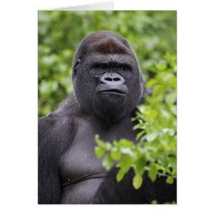 Gorila de Lowland de Silverback, Gorila de Gorila,