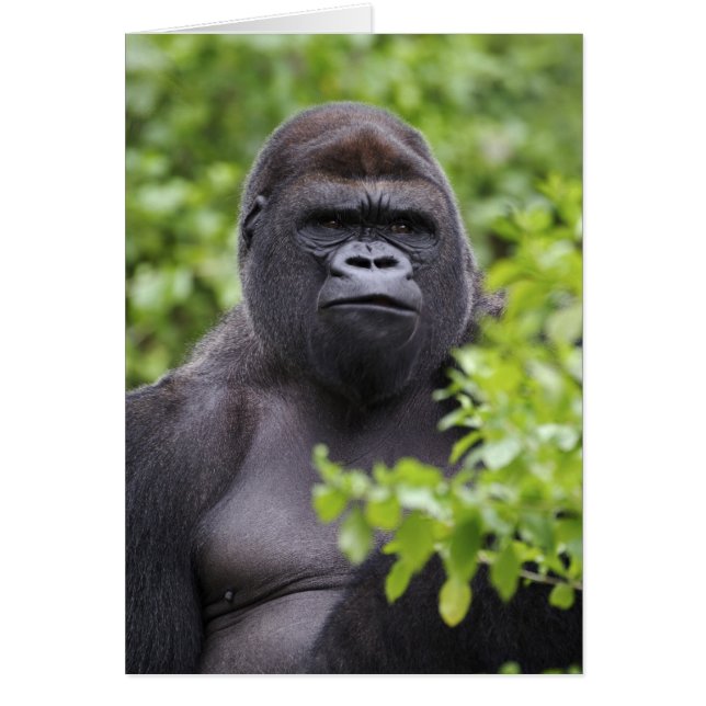 Gorila de Lowland de Silverback, Gorila de Gorila, (Frente)