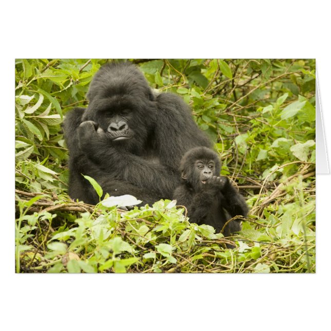 Gorila de montaña, Gorilla beringei (anteriormente (Anverso (Horizontal))