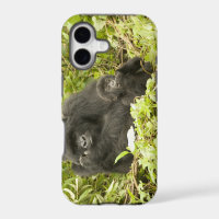 Gorila de montaña, Gorilla beringei (anteriormente