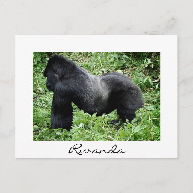 Gorila de Silverback en la postal blanca de Ruanda (Anverso)