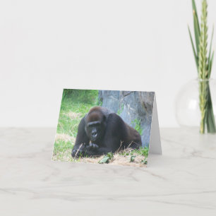 Gorila negro, ¿cómo va tu día? 